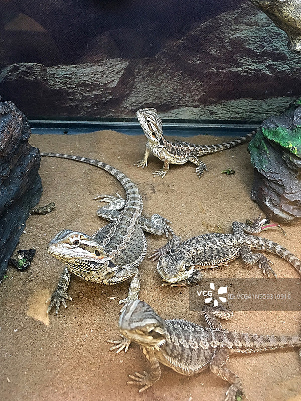 鬃狮蜥宠物蜥蜴容器图片素材