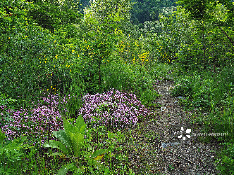 金雀花、石碱花和刺槐图片素材