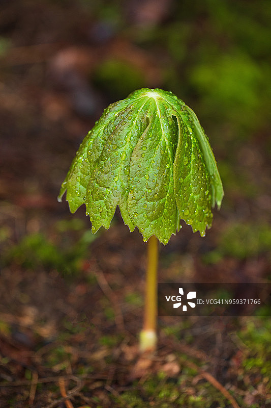 鬼臼（Podophyllum）图片素材