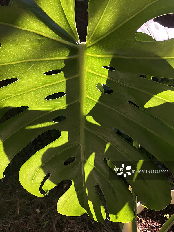 龟背竹，蓬莱蕉图片素材