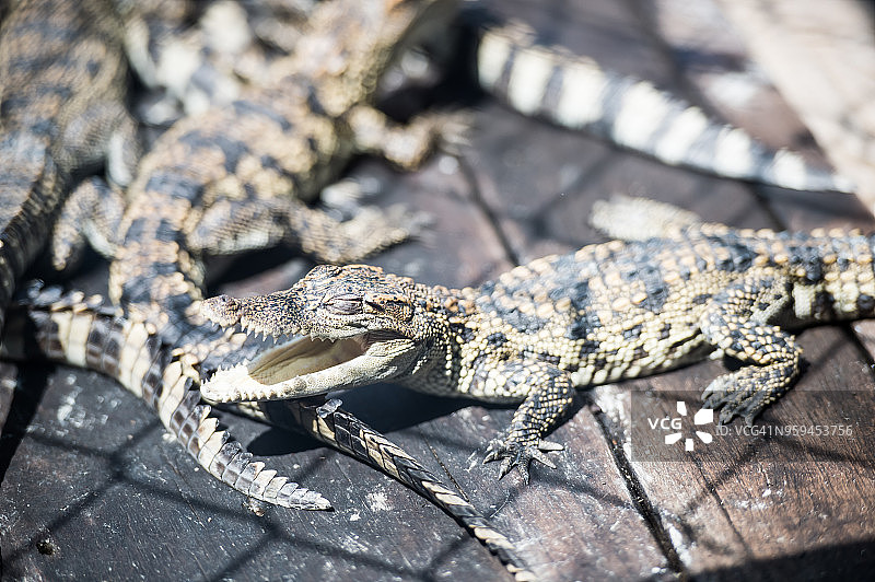 暹罗鳄鱼或淡水鳄鱼图片素材