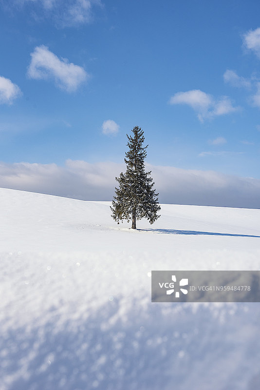 冬季北海道美瑛町最著名的圣诞树，日本图片素材