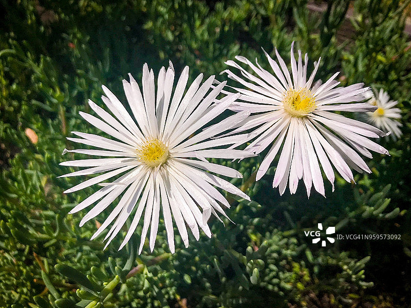 白色卡里莫尔（沙漠玫瑰）花图片素材