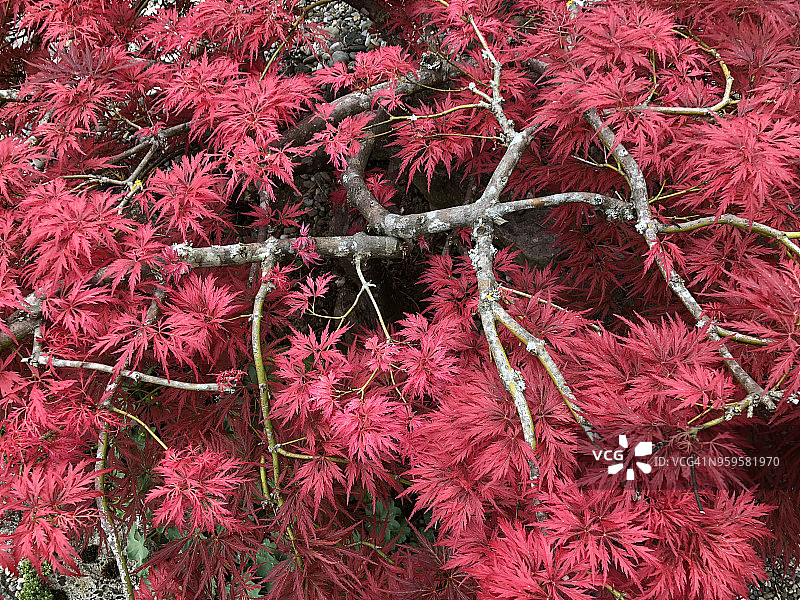日本枫树图片素材