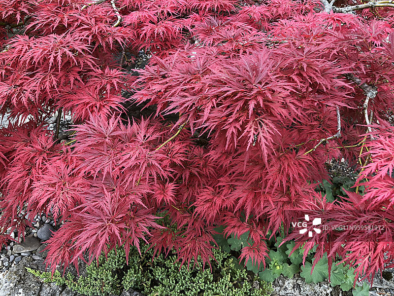 日本枫树图片素材