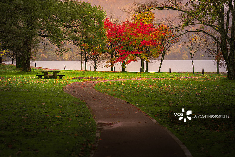 公园里绿树丛中的红色秋叶树图片素材