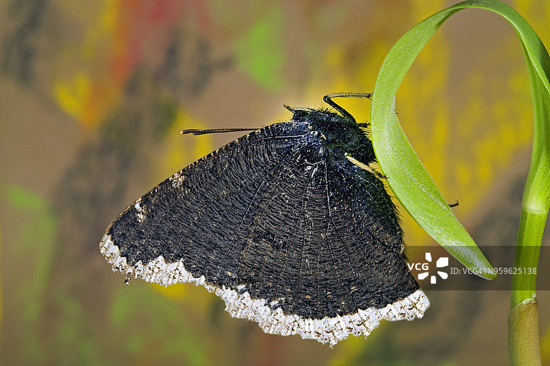 黑裙蛱蝶特写图片素材
