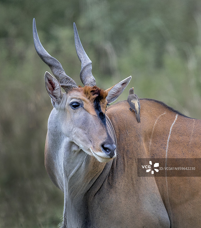 巨羚与牛椋鸟图片素材
