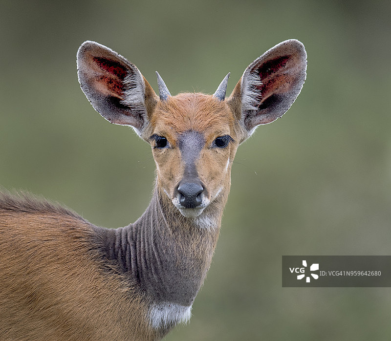 小苇羚图片素材