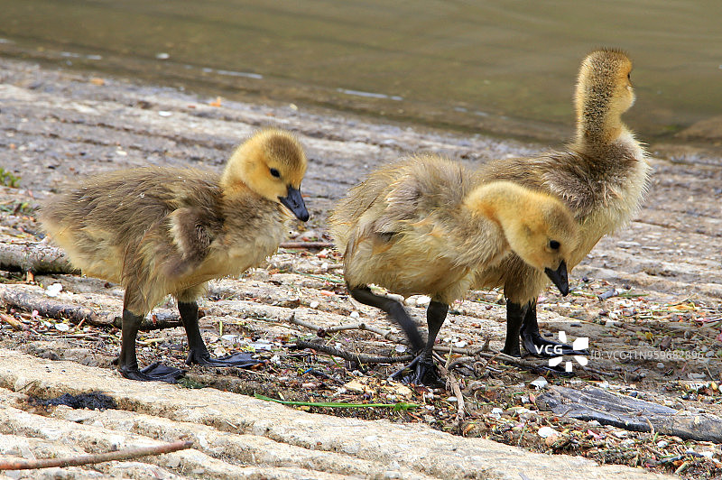 一群黄色羽毛的加拿大鹅幼鸟在寻找食物图片素材