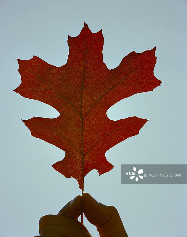 西弗吉尼亚州秋季的红枫叶图片素材