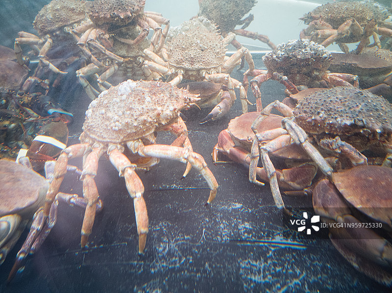 蜘蛛蟹、螃蟹和龙虾的透明水箱图片素材