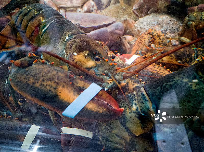 蜘蛛蟹、螃蟹和龙虾的透明水箱图片素材