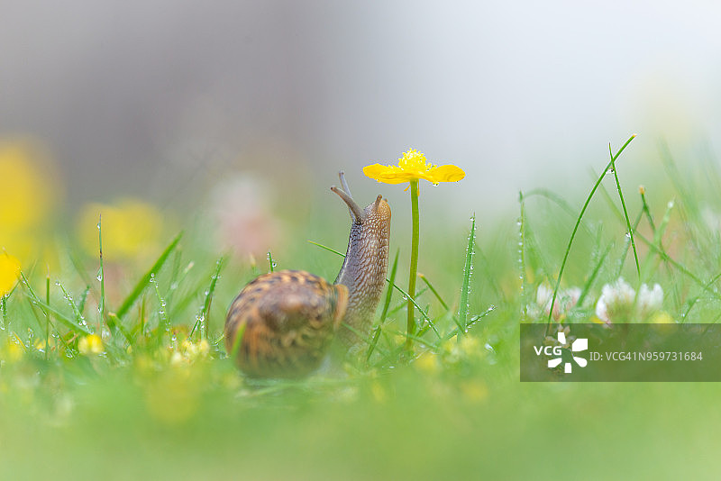 微观世界，蜗牛和花卉的微距摄影图片素材