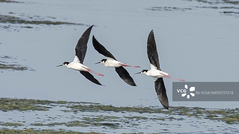 三只黑颈长脚鹬一起飞翔图片素材