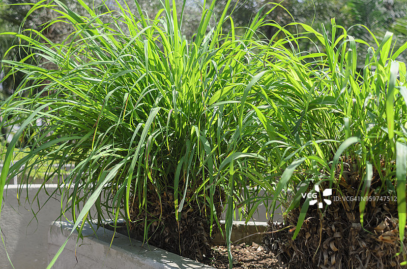香茅（香茅或冬季香茅），一种具有驱虫、调味、杀菌和舒缓特性的药用植物，广泛用于化妆品制造图片素材
