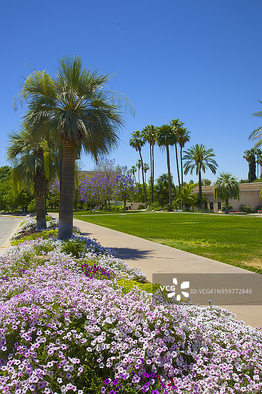 梅萨摩门教堂的花坛、人行道、棕榈树和草坪图片素材