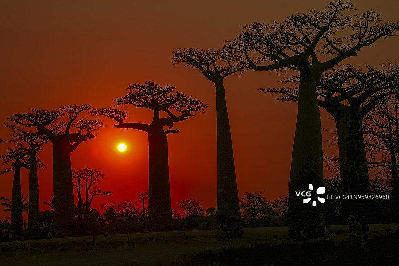 猴面包树大道日落图片素材