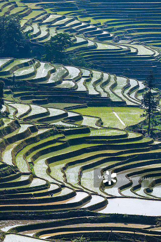 春季的梯田图片素材