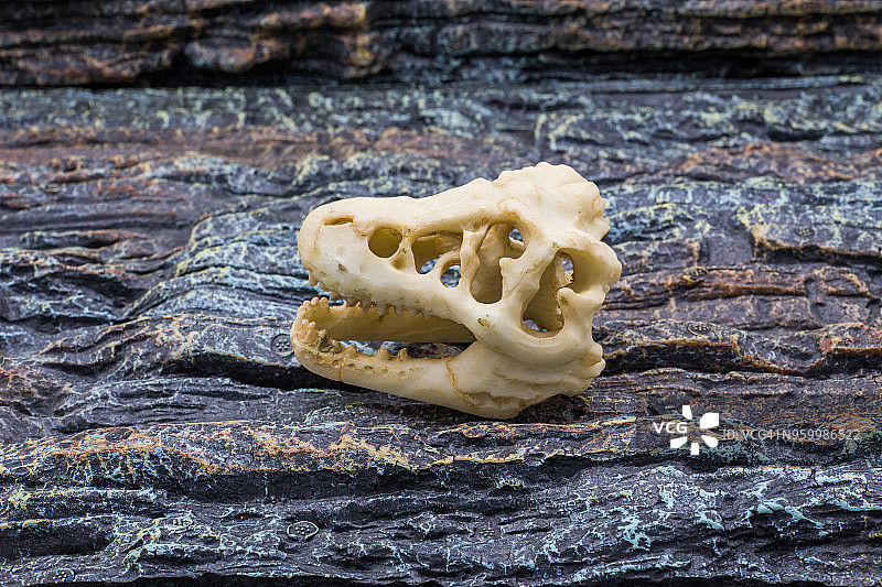 人工恐龙骨骼模型特写图片素材