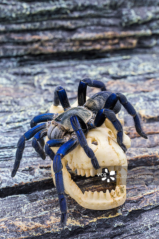 成年狼蛛特写图片素材