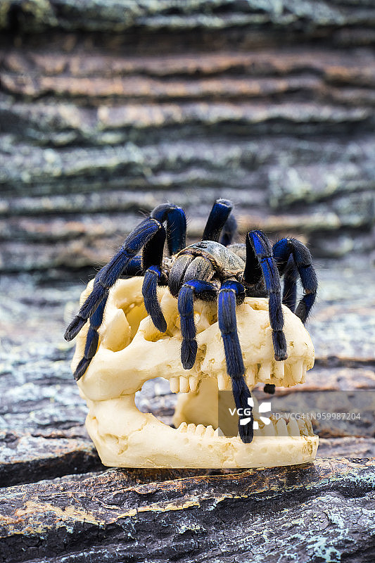 成年狼蛛特写图片素材