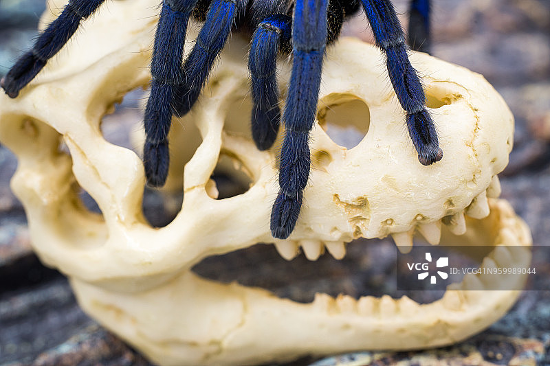 成年狼蛛的特写图片素材