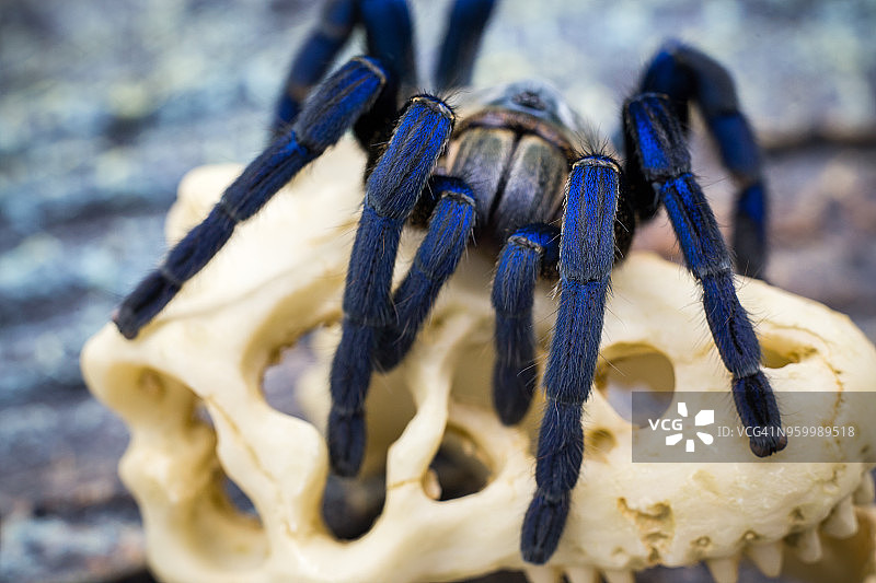 成年狼蛛的特写图片素材