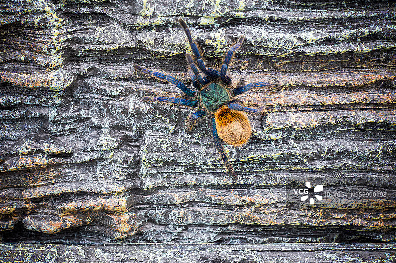 成年狼蛛的特写图片素材