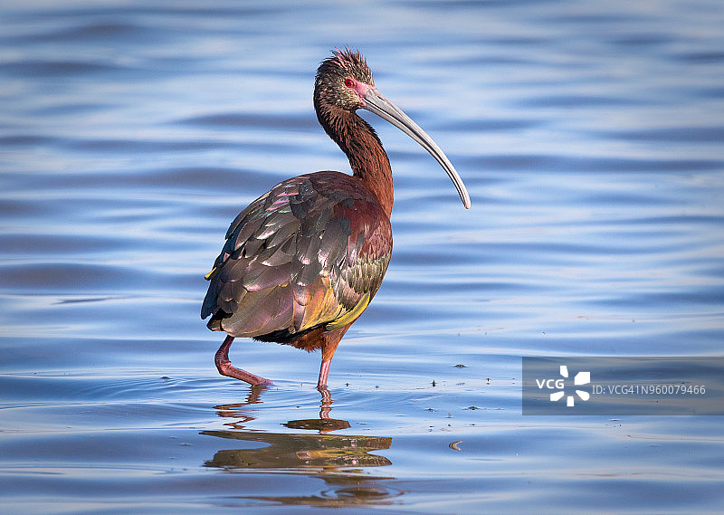 白脸彩鹮图片素材