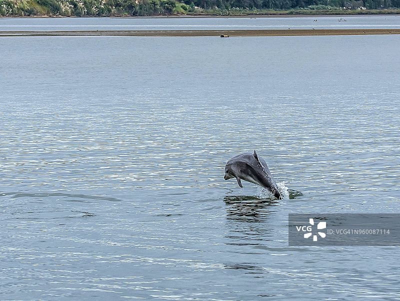 宽吻海豚图片素材
