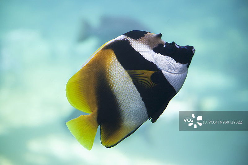 彩色条纹鱼图片素材