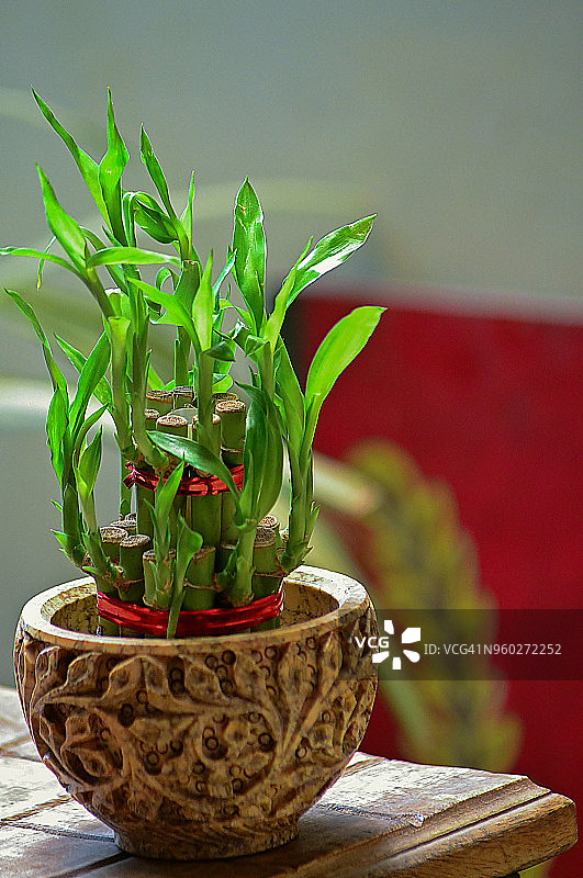 富贵竹/风水图片素材