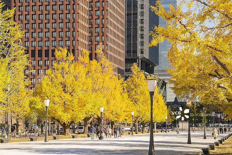 2017年11月21日，日本东京丸之内，高耸的办公大楼矗立在一排排秋叶后的银杏树下。从后面可以看到东京站。图片素材