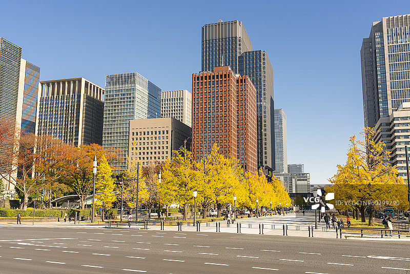 2017年11月21日，日本东京丸之内，高耸的办公大楼矗立在一排排秋叶后的银杏树下。从后面可以看到东京站。图片素材