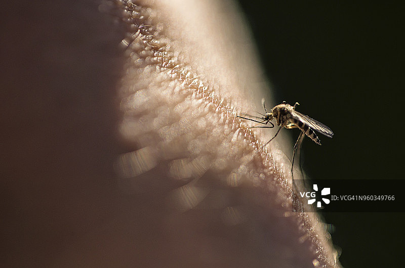 蚊虫叮咬图片素材