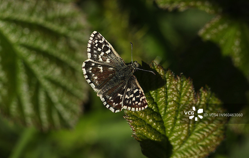 一只栖息在树叶上的漂亮槲寄生灰蝶图片素材