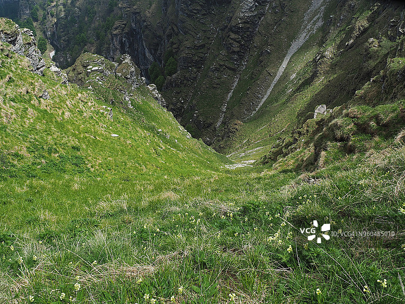 在杰内罗索山陡坡上开花的报春花图片素材