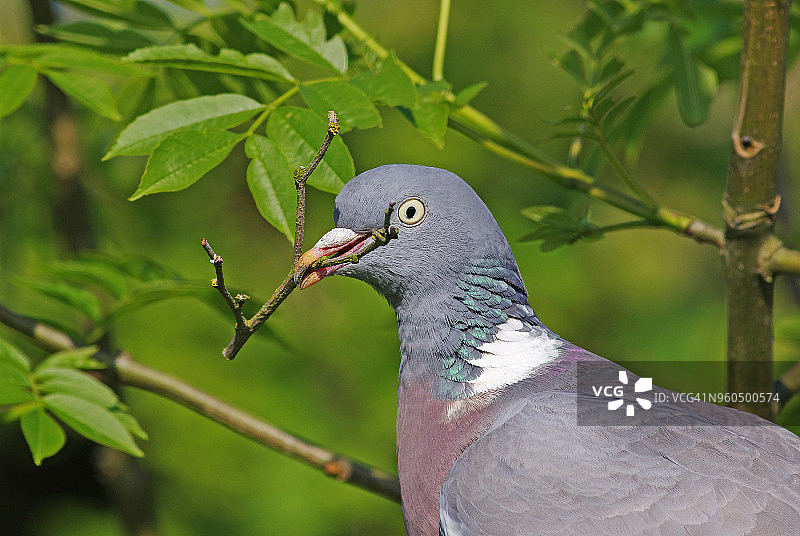 灰喜鹊图片素材