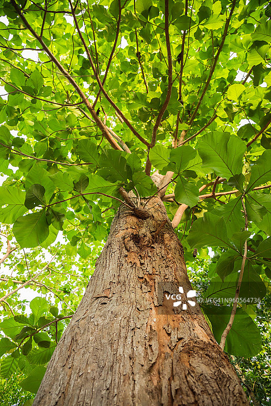 柚木新叶图片素材