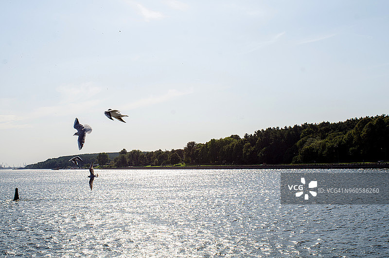 戴恩河图片素材