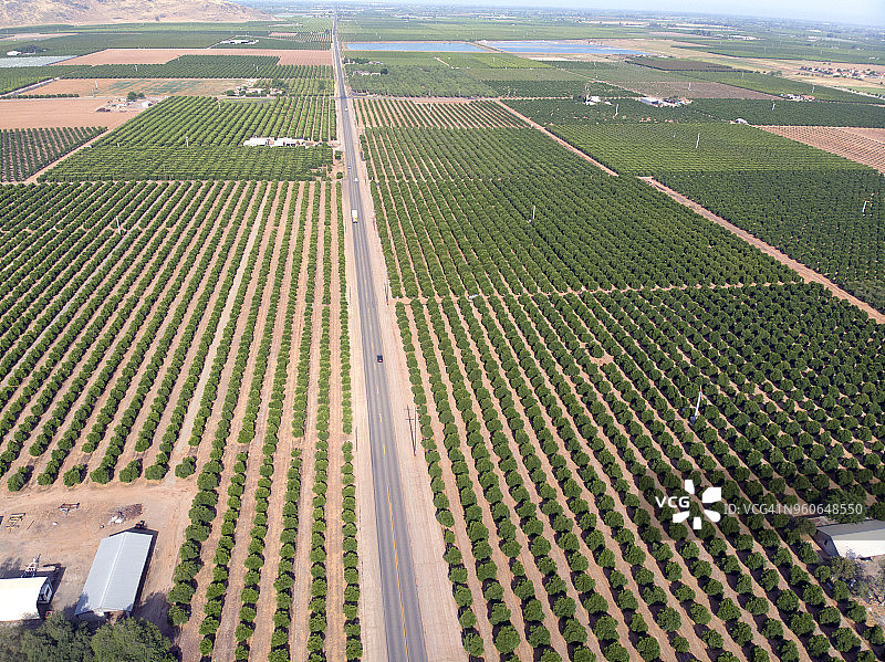 橘子树概览图片素材