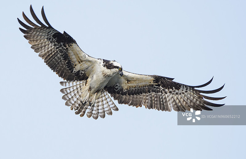 在小湖上空寻找鱼的鹗或鱼鹰图片素材