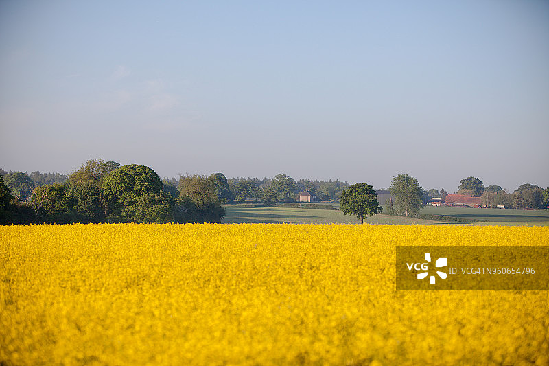 英国春季的典型油菜田图片素材