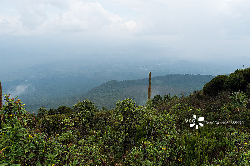 尼拉贡戈火山上的植被图片素材