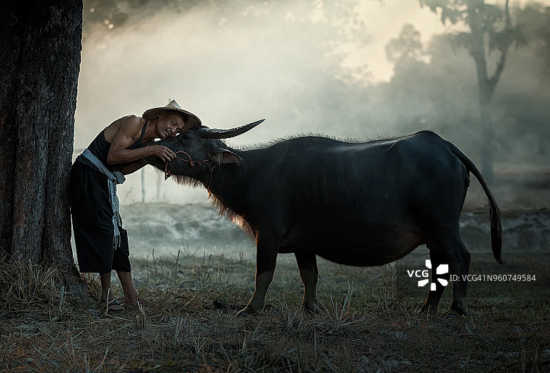 夕阳下，泰国农民和水牛在稻田里犁地后回家图片素材