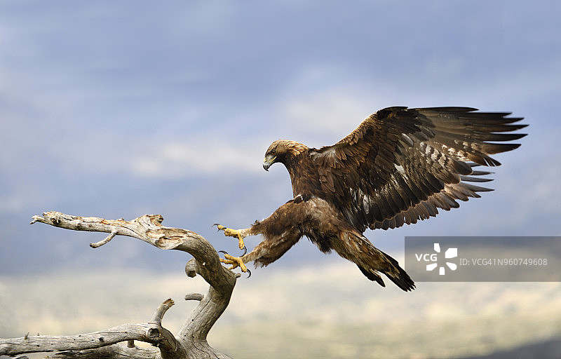 金雕飞向枯树图片素材