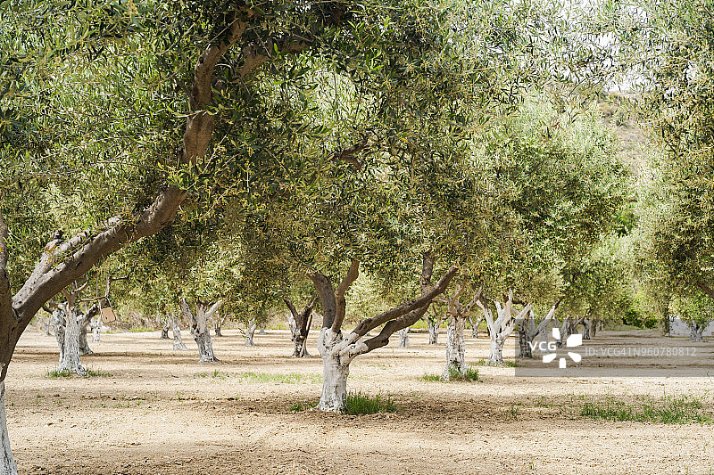 橄榄树果园图片素材