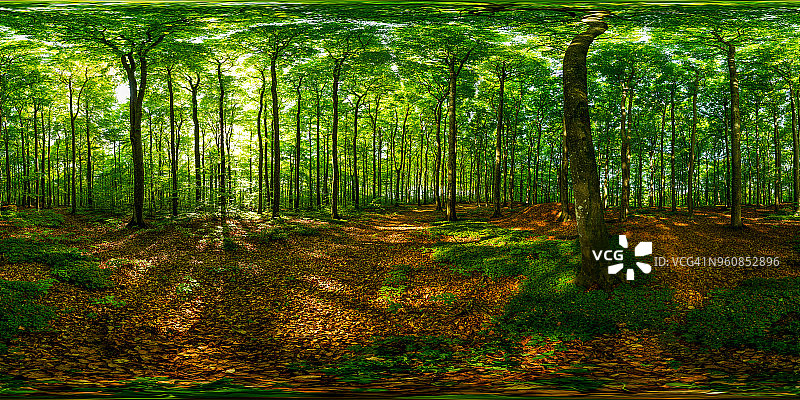 挪威山毛榉林360度全景图像图片素材