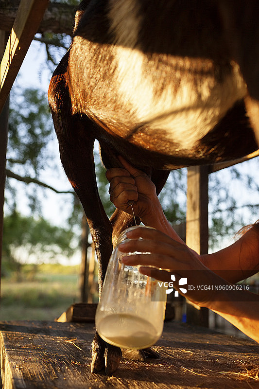 女人在农场挤山羊奶的局部照片图片素材
